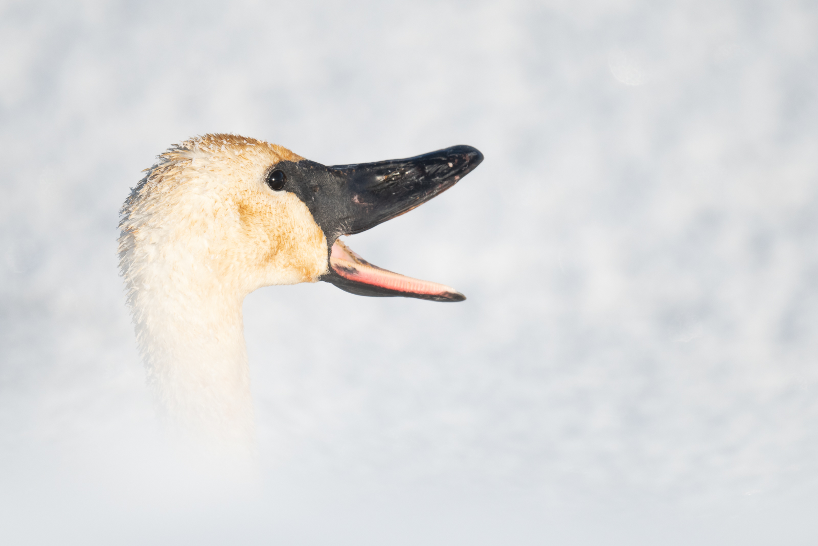 Trumpeter Swan, Northern Minnesota