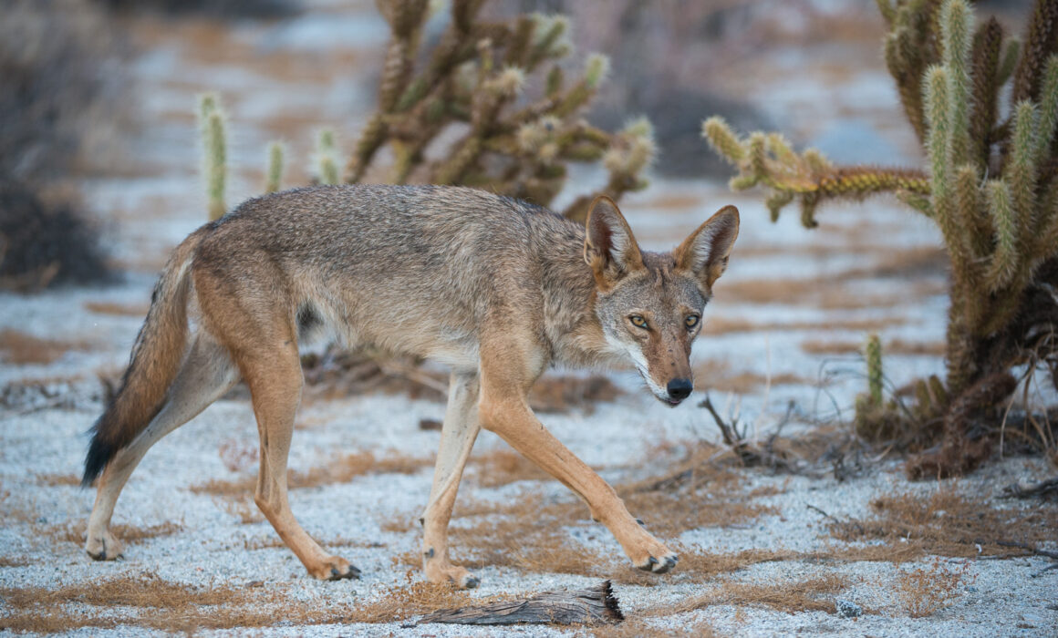 Coyote, Anza-Borrego Desert State Park, California
