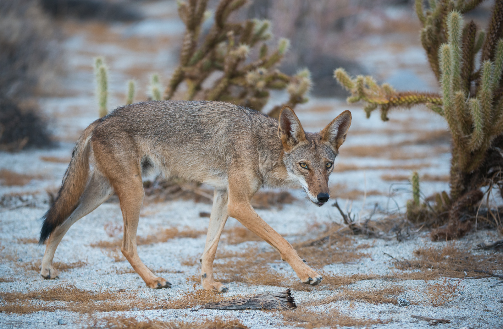 Coyote, Anza-Borrego Desert State Park, California