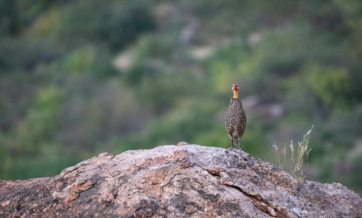Yellow-Necked Spurfowl, Samburu, Kenya