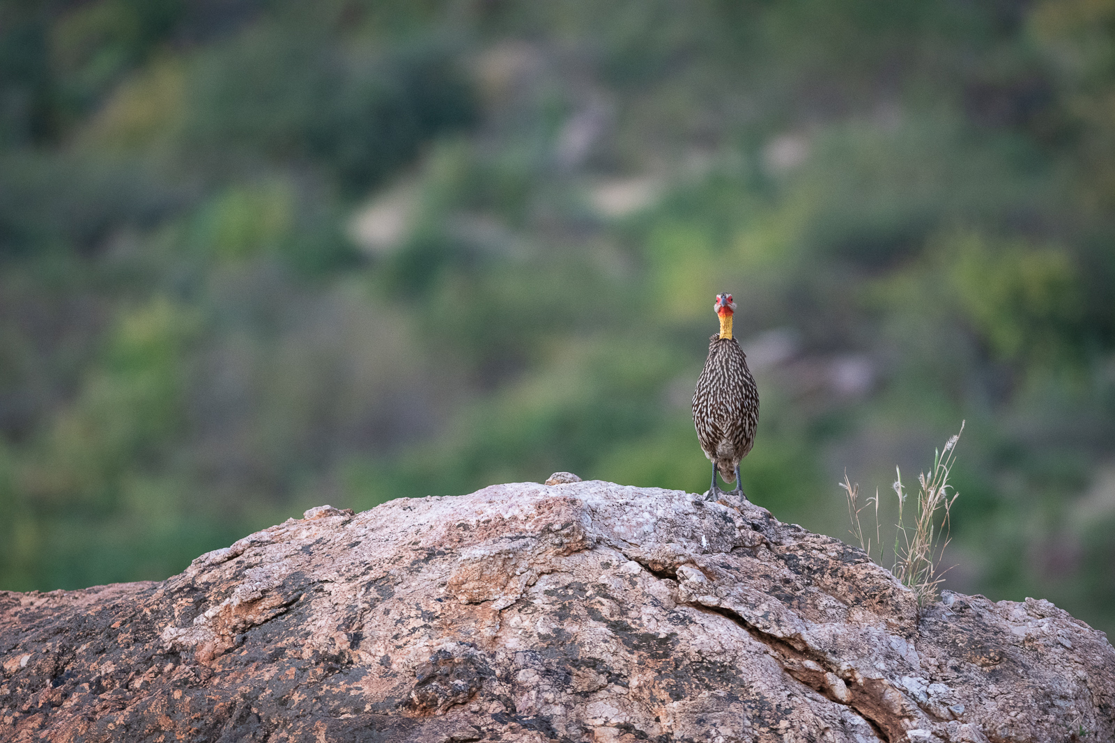 Yellow-Necked Spurfowl, Samburu, Kenya