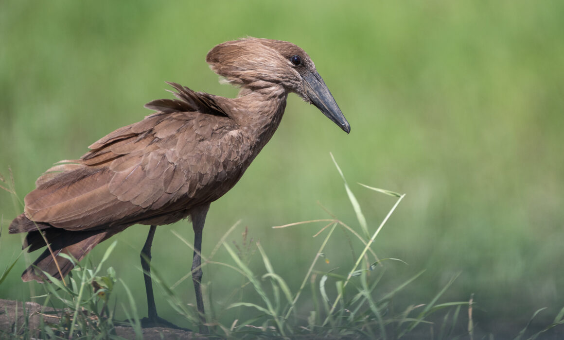 Hamerkop, Kenya