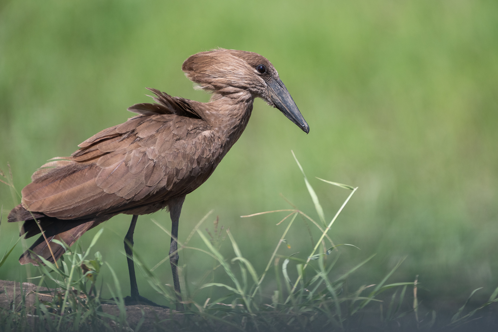 Hamerkop, Kenya