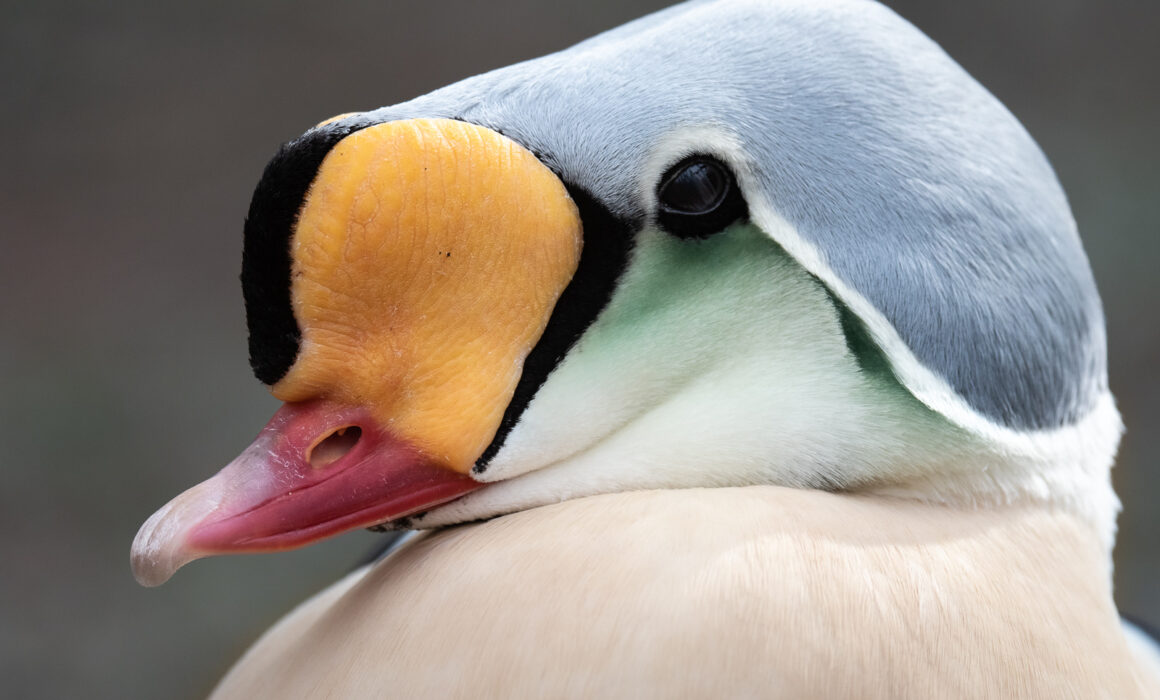King Eider (Captive), Connecticut
