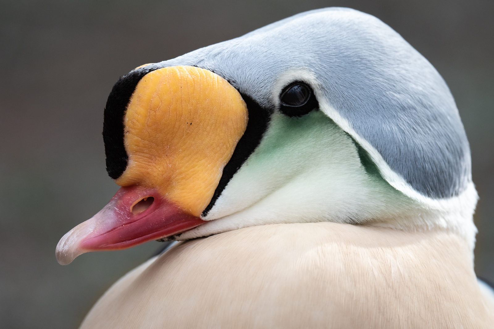 King Eider (Captive), Connecticut