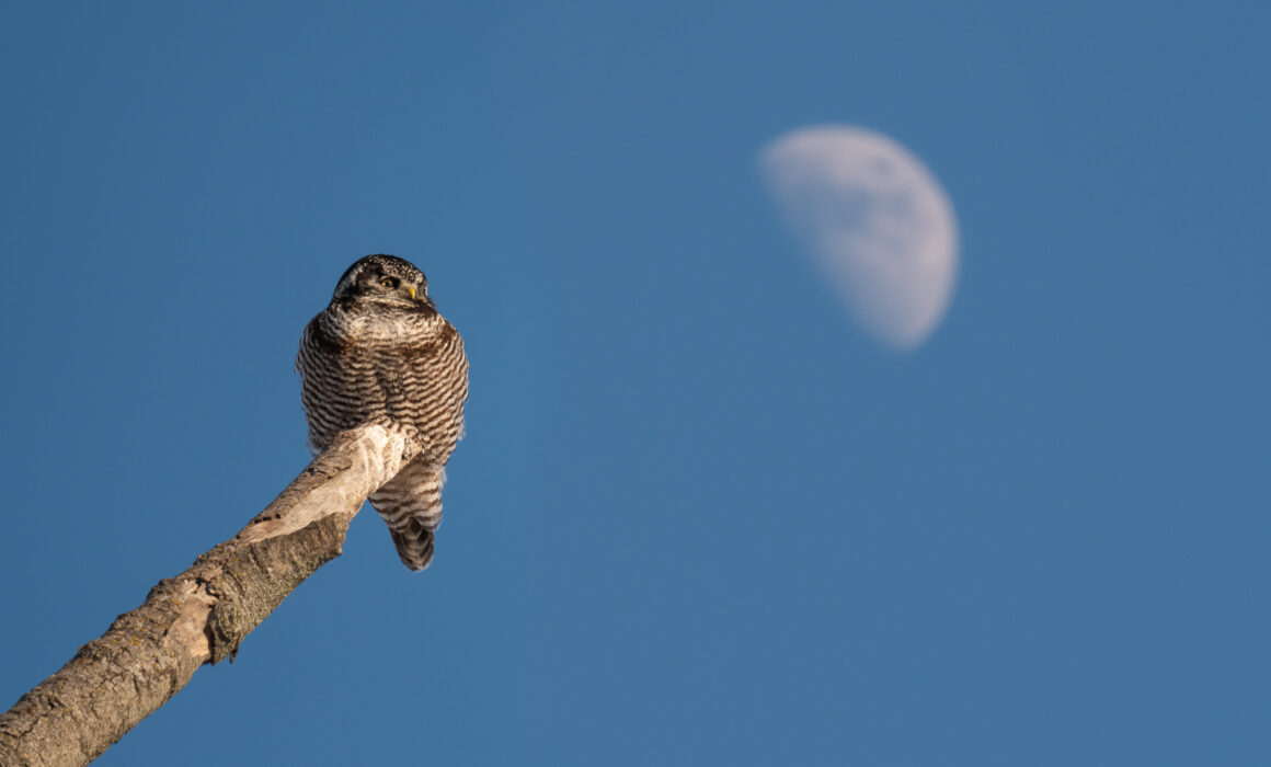Northern Hawk Owl, Minnesota