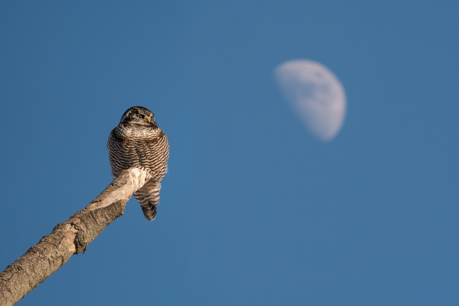 Northern Hawk Owl, Minnesota