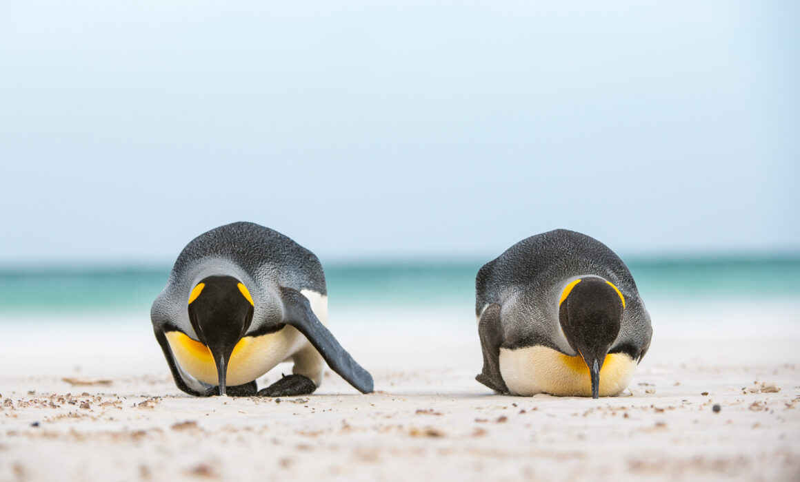 King Penguins, Falkland Islands