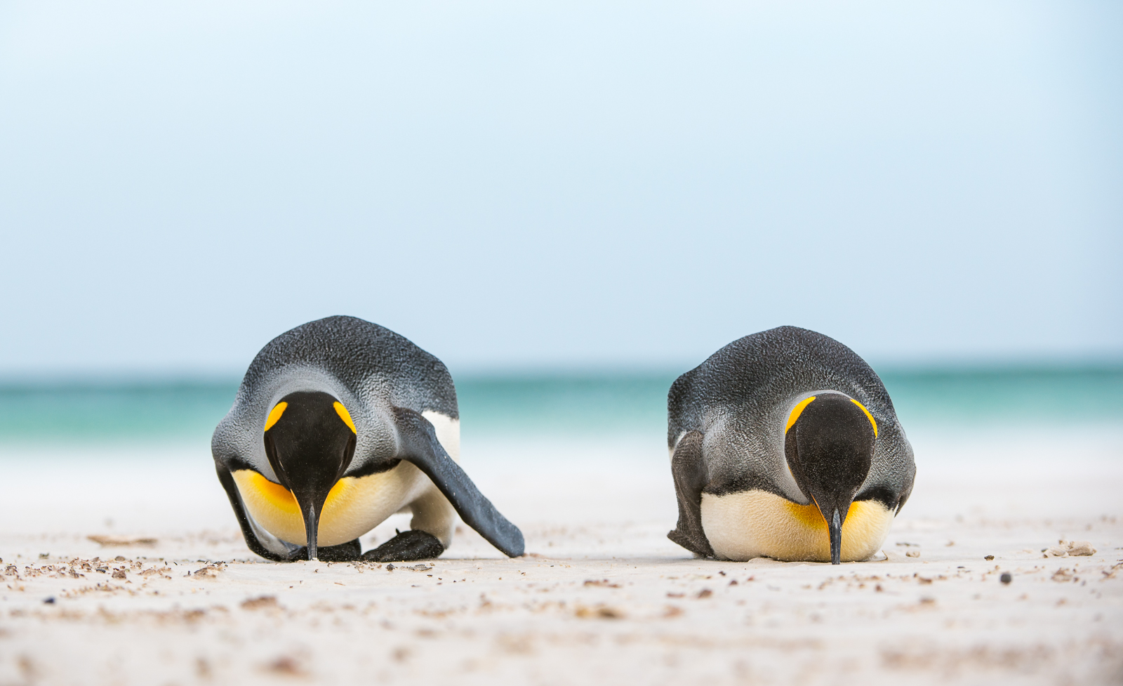 King Penguins, Falkland Islands