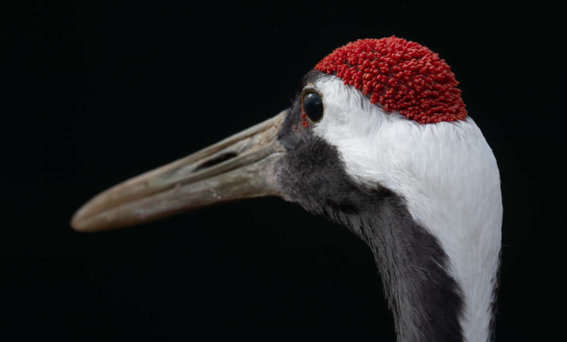 Red-Crowned Crane, Litchfield, CT