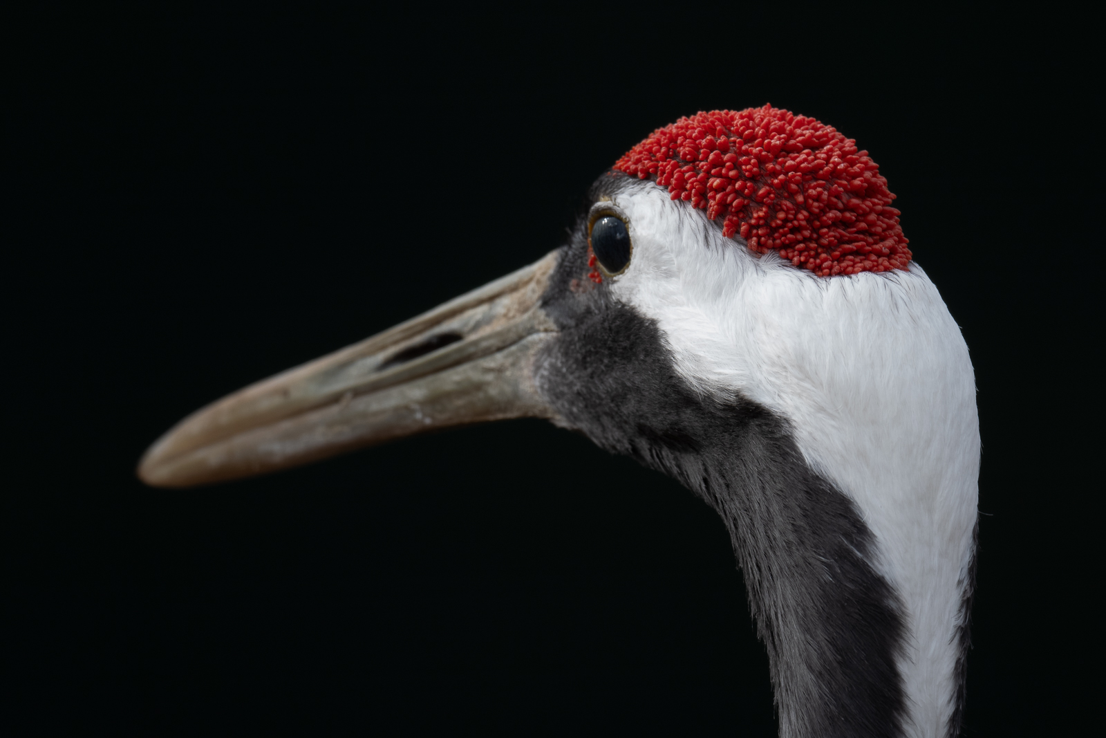 Red-Crowned Crane, Litchfield, CT