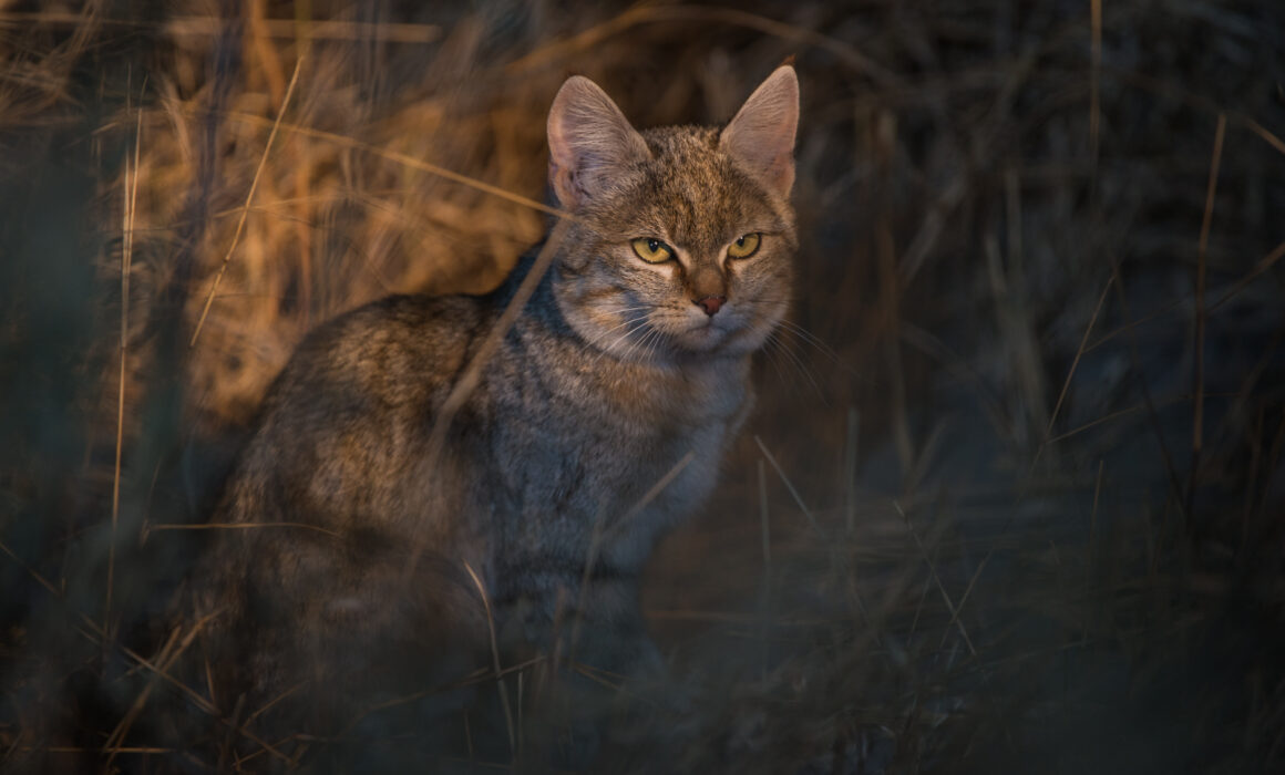 African Wildcat, Botswana