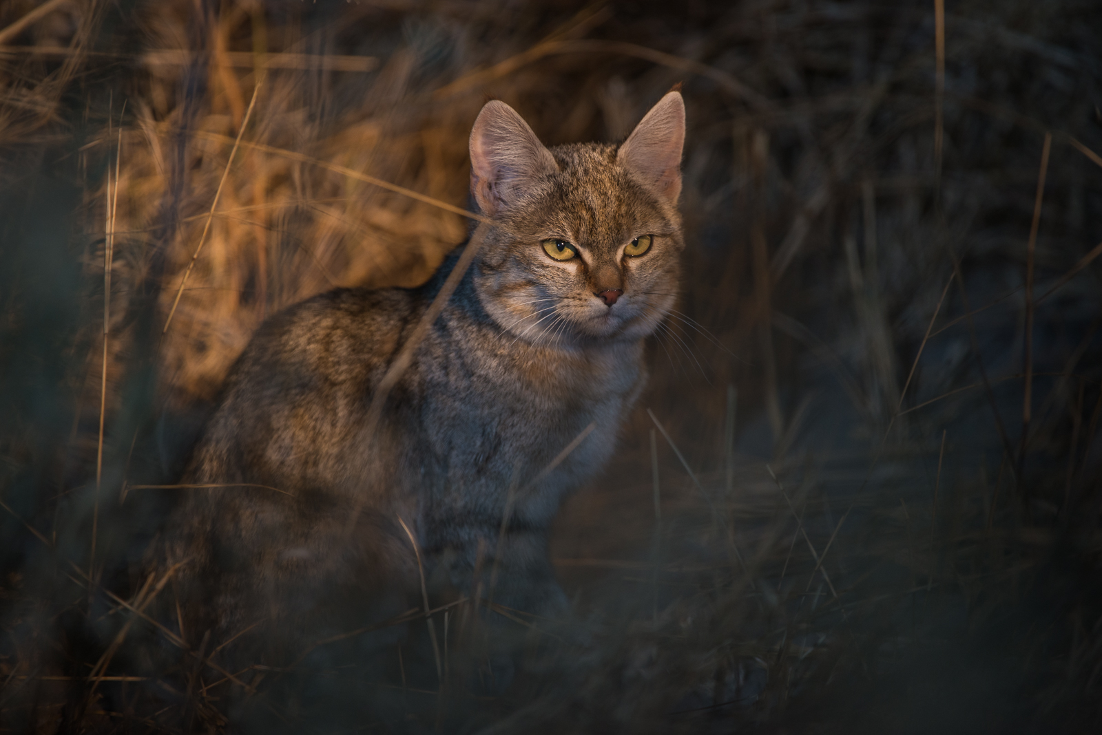 African Wildcat, Botswana