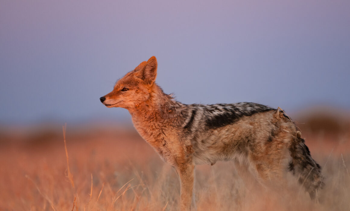 Black-Backed Jackal, Kalahari Desert, Botswana