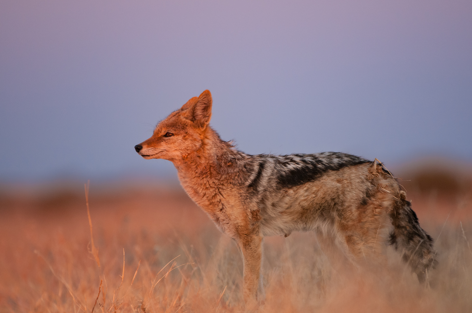 Black-Backed Jackal, Kalahari Desert, Botswana