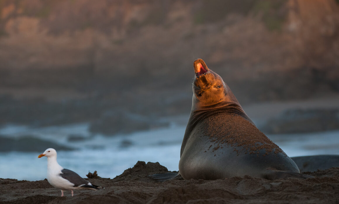 Northern Elephant Seal, California