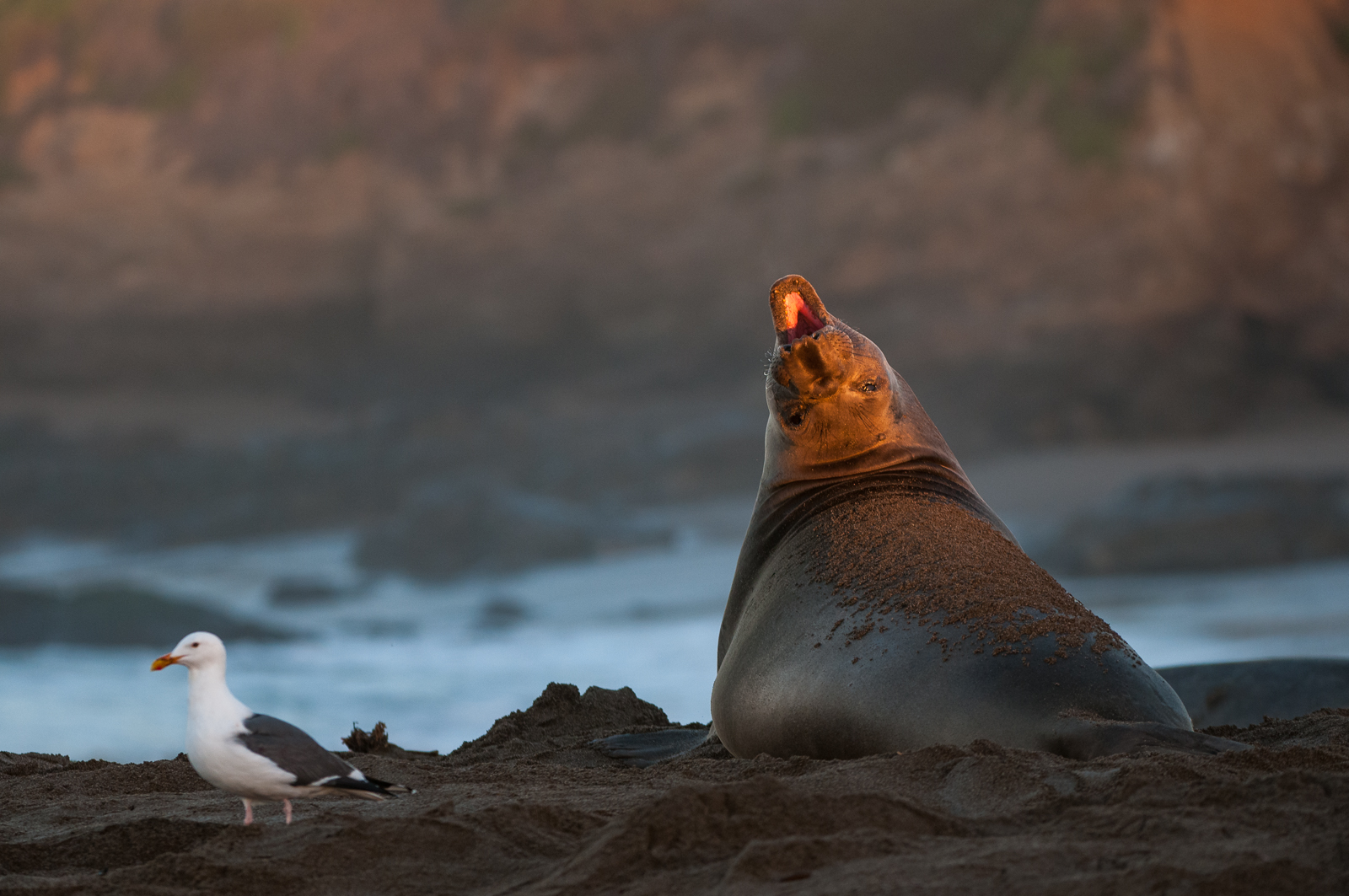 Northern Elephant Seal, California
