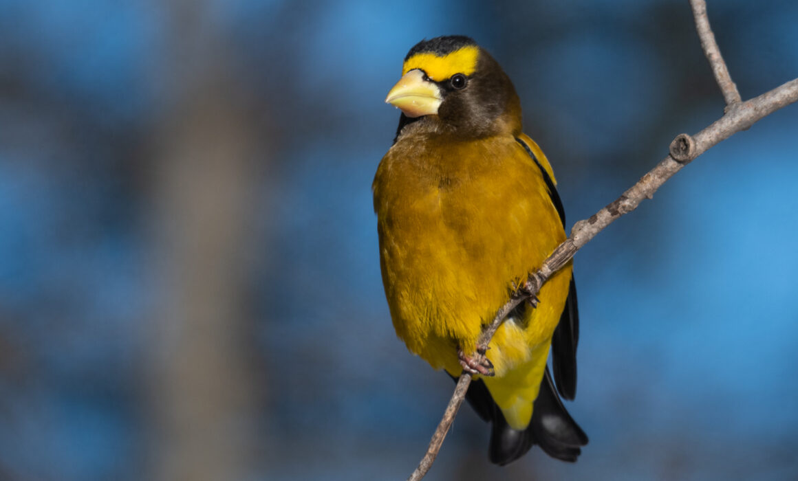 Evening Grosbeak, Northern Minnesota