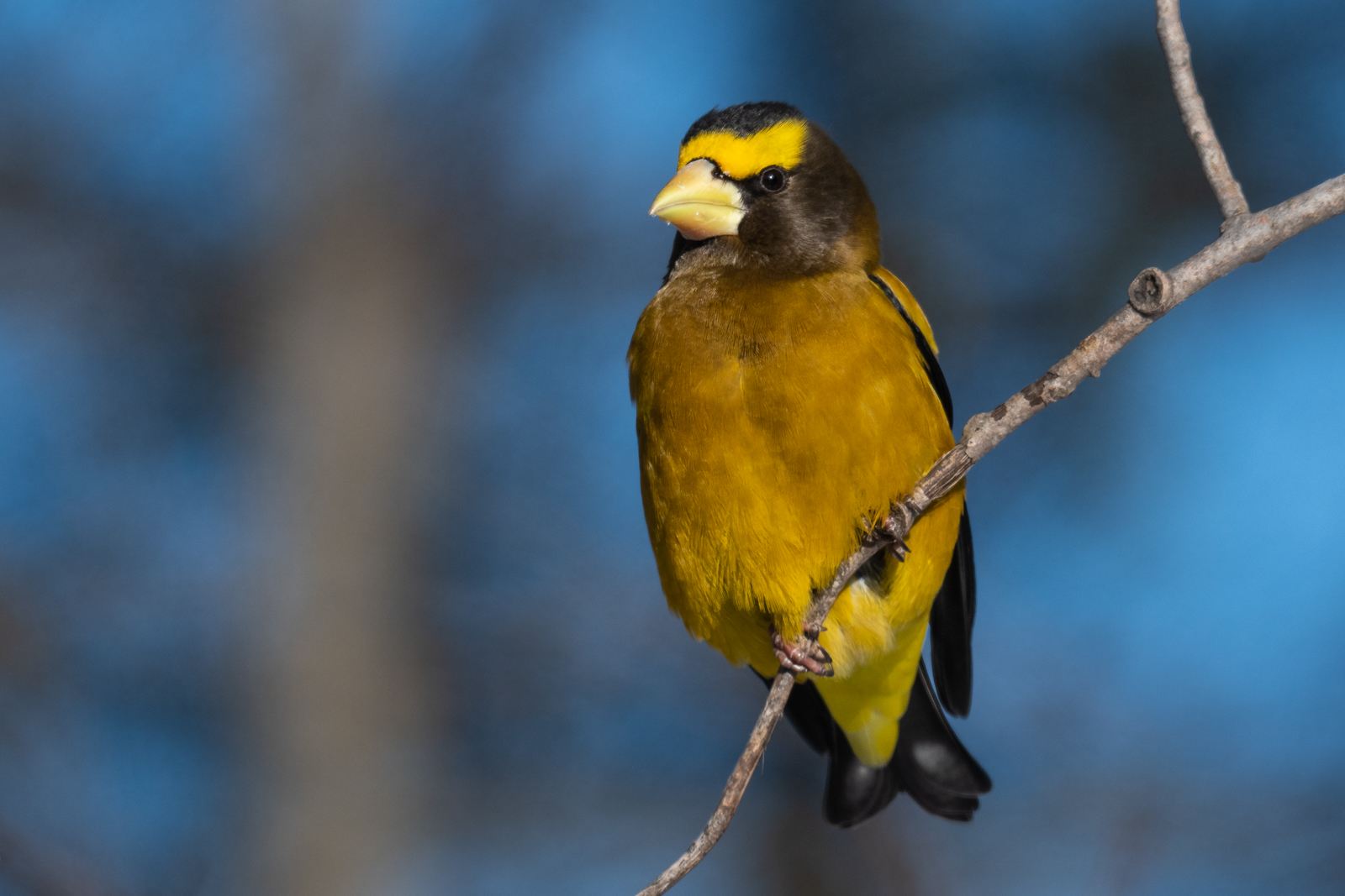 Evening Grosbeak, Northern Minnesota