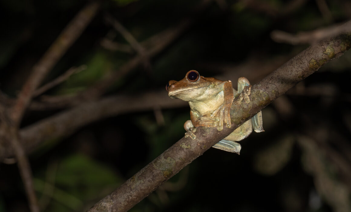 Giant Gladiator Tree Frog, Peru