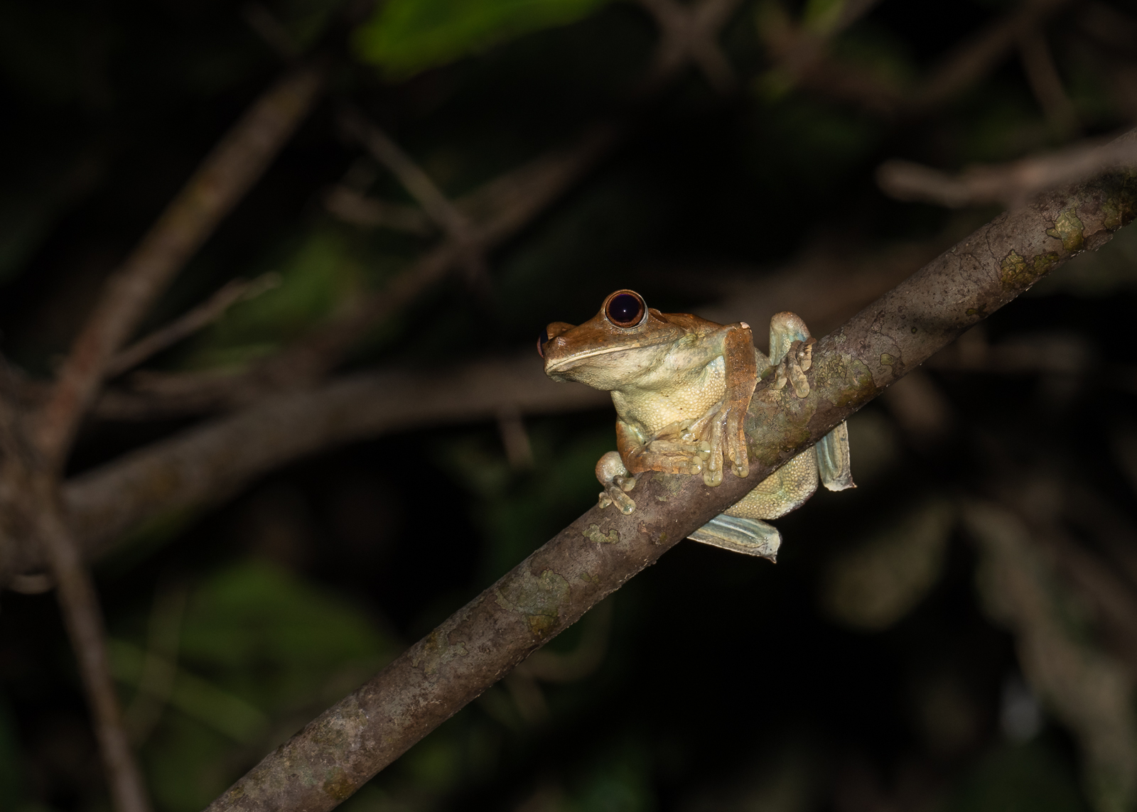 Giant Gladiator Tree Frog, Peru