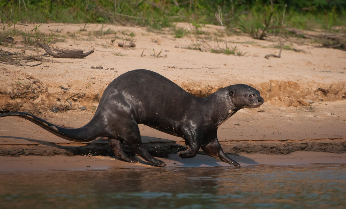 Giant River Otter, Pantanal, Brazil