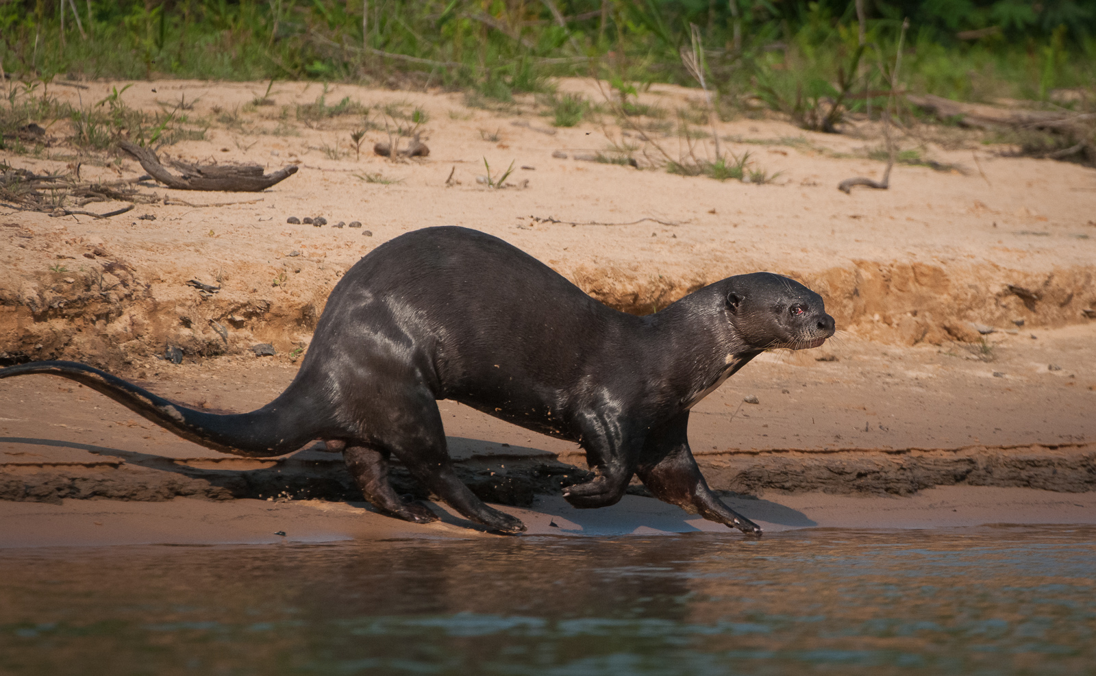 Giant River Otter, Pantanal, Brazil