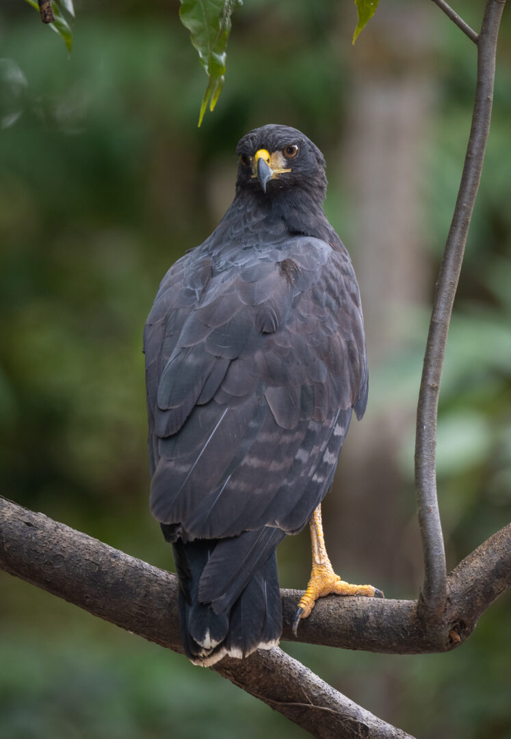 Great Black Hawk, Amazonian Peru