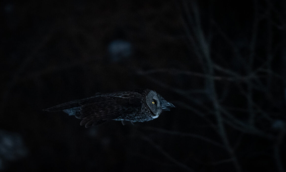 Great Grey Owl, Northern Minnesota