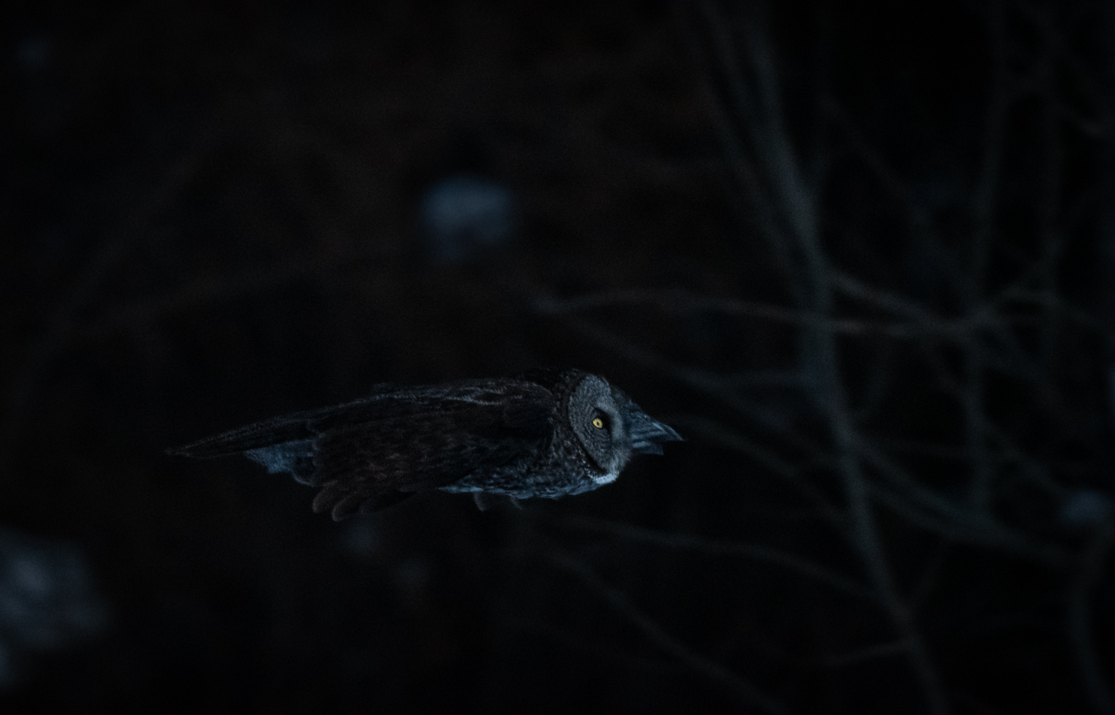 Great Grey Owl, Northern Minnesota