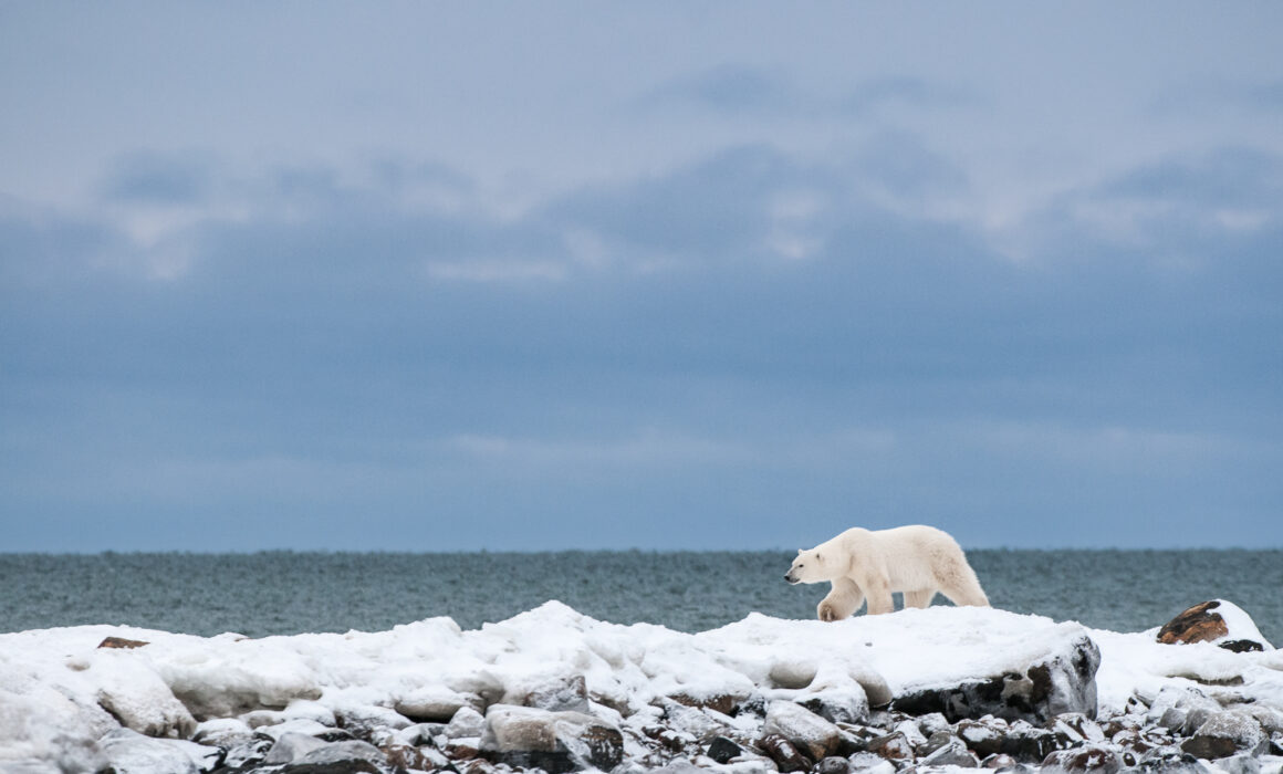 Polar Bear, Northern Manitoba, Canada