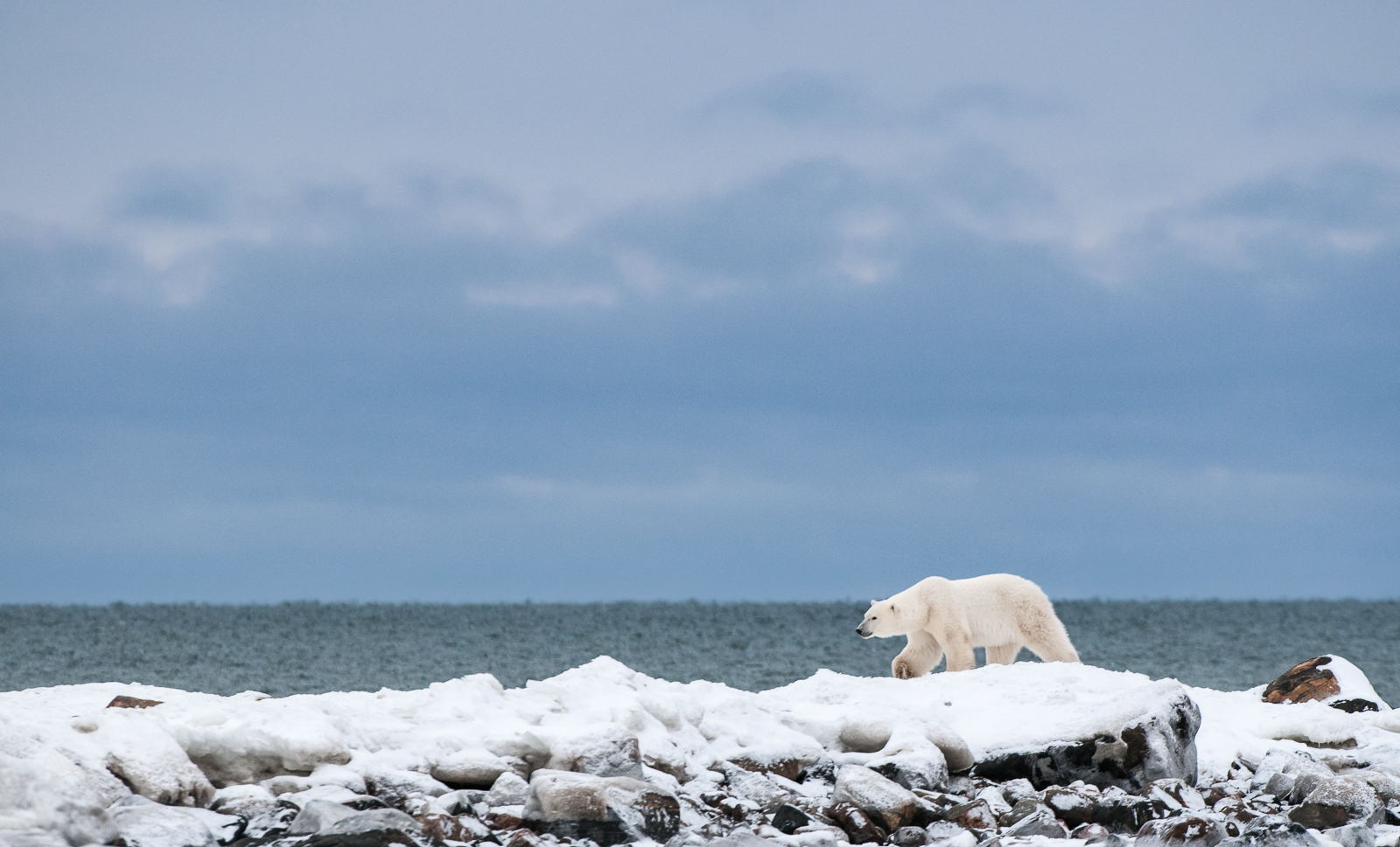 Polar Bear, Northern Manitoba, Canada