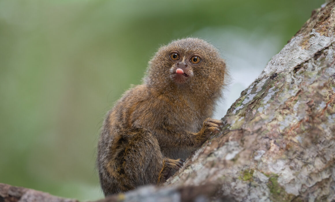 Pygmy Marmoset, Loreto, Peru