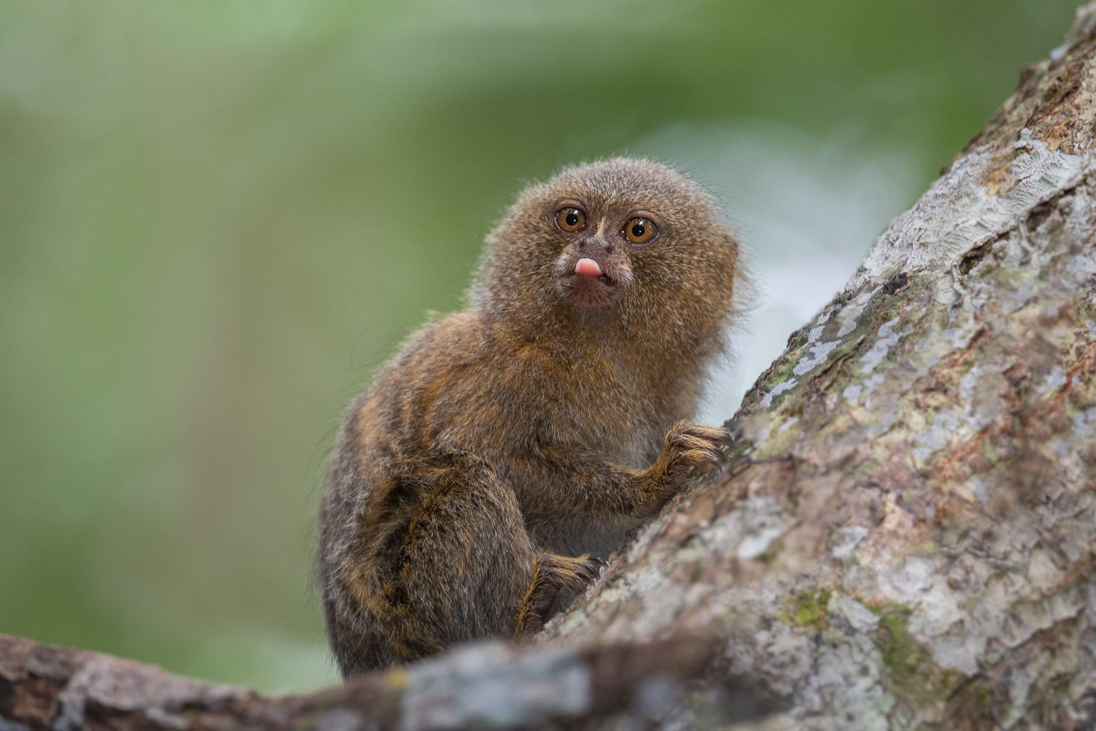 Pygmy Marmoset, Loreto, Peru
