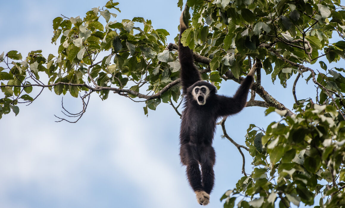 Lar Gibbon, Thailand