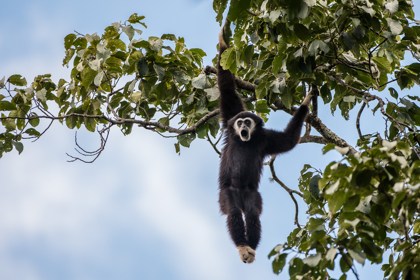 Lar Gibbon, Thailand