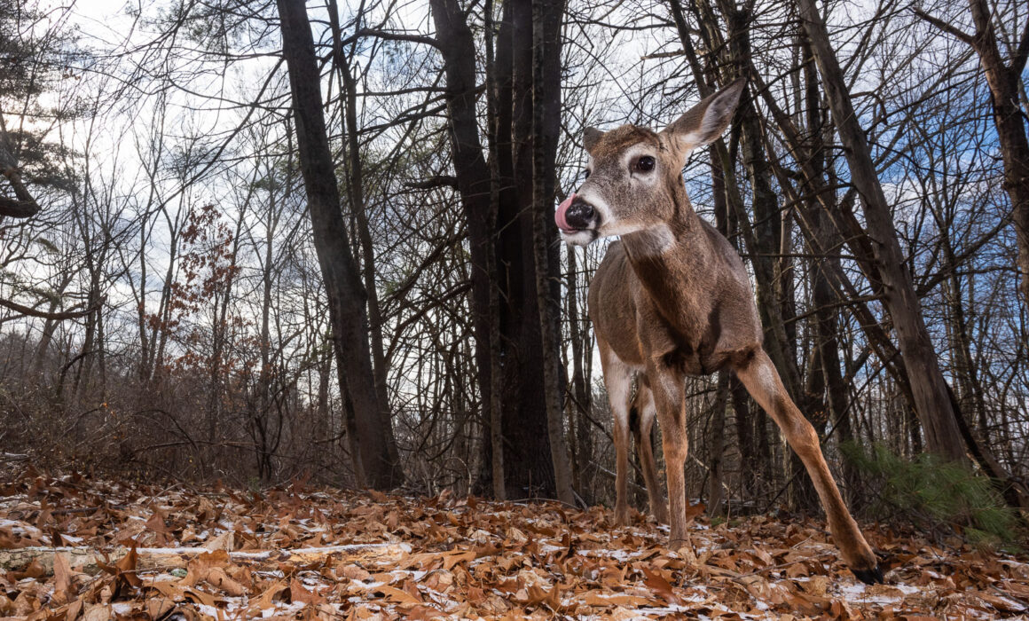 White-Tailed Deer, Farmington, Connecticut