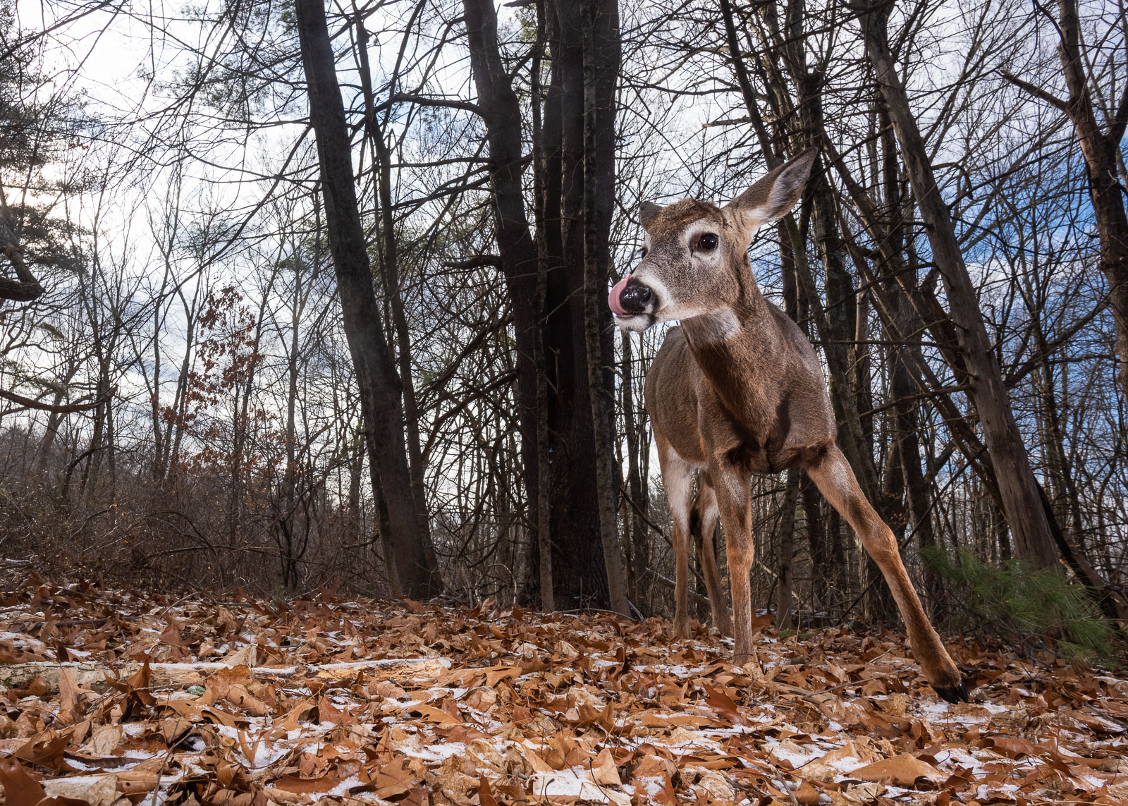 White-Tailed Deer, Farmington, Connecticut