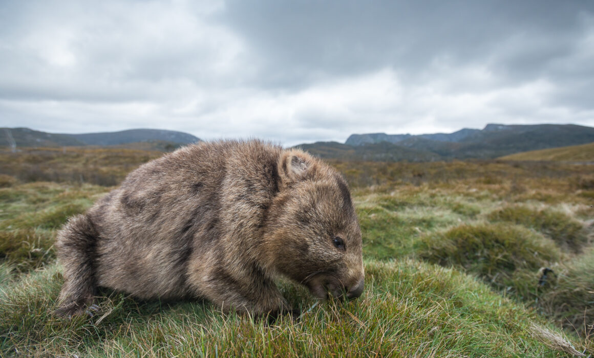Wombat Eating Grass, Tasmania