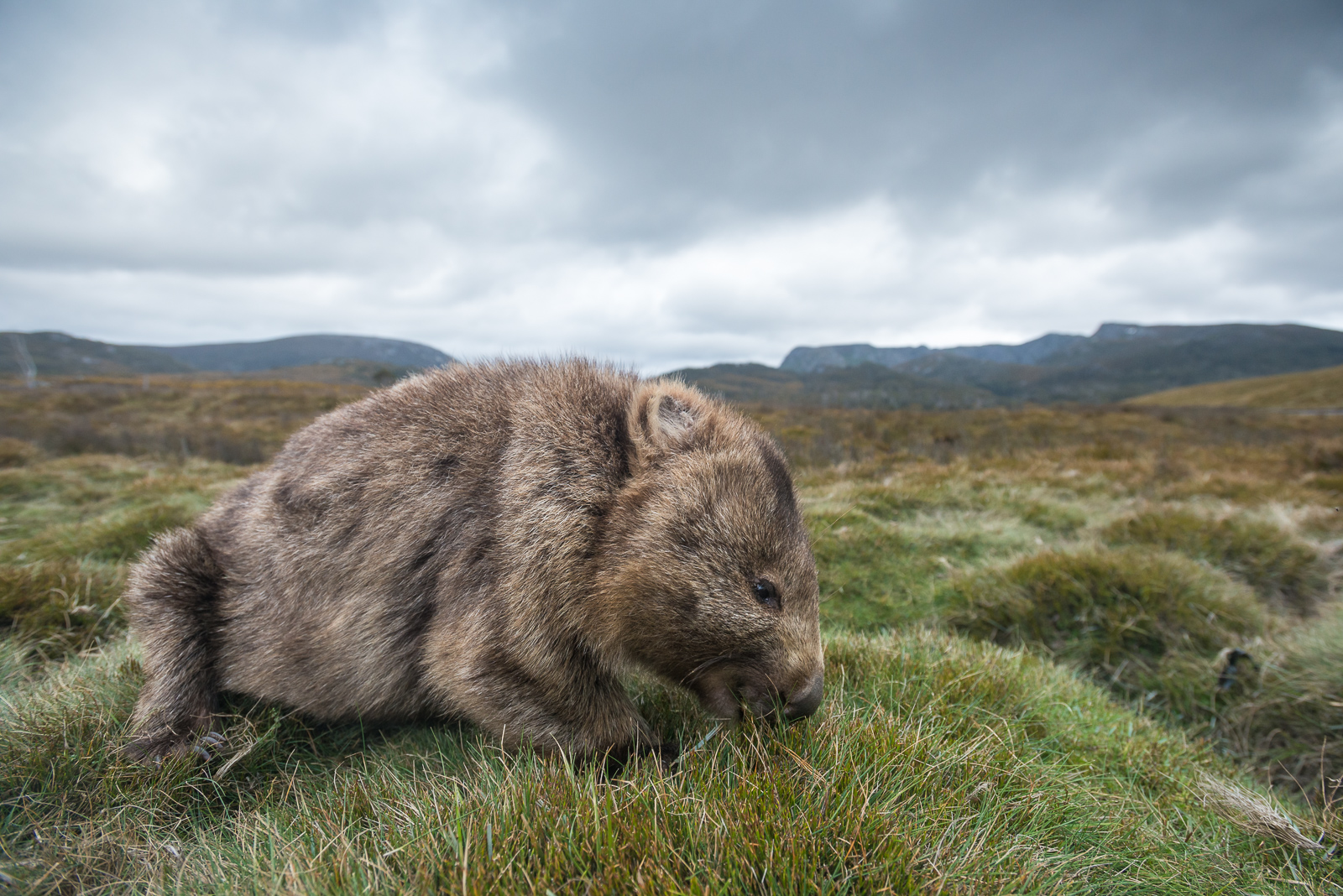 Wombat Eating Grass, Tasmania