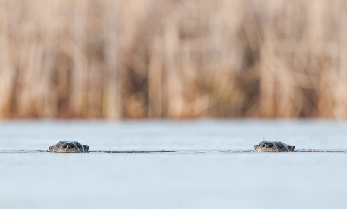 River Otters, Indiana