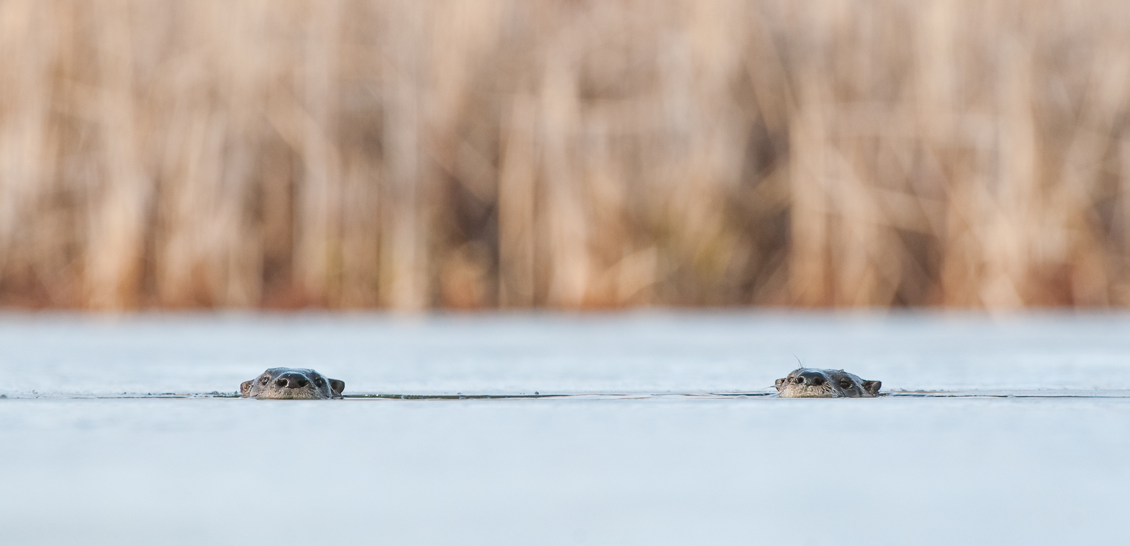 River Otters, Indiana