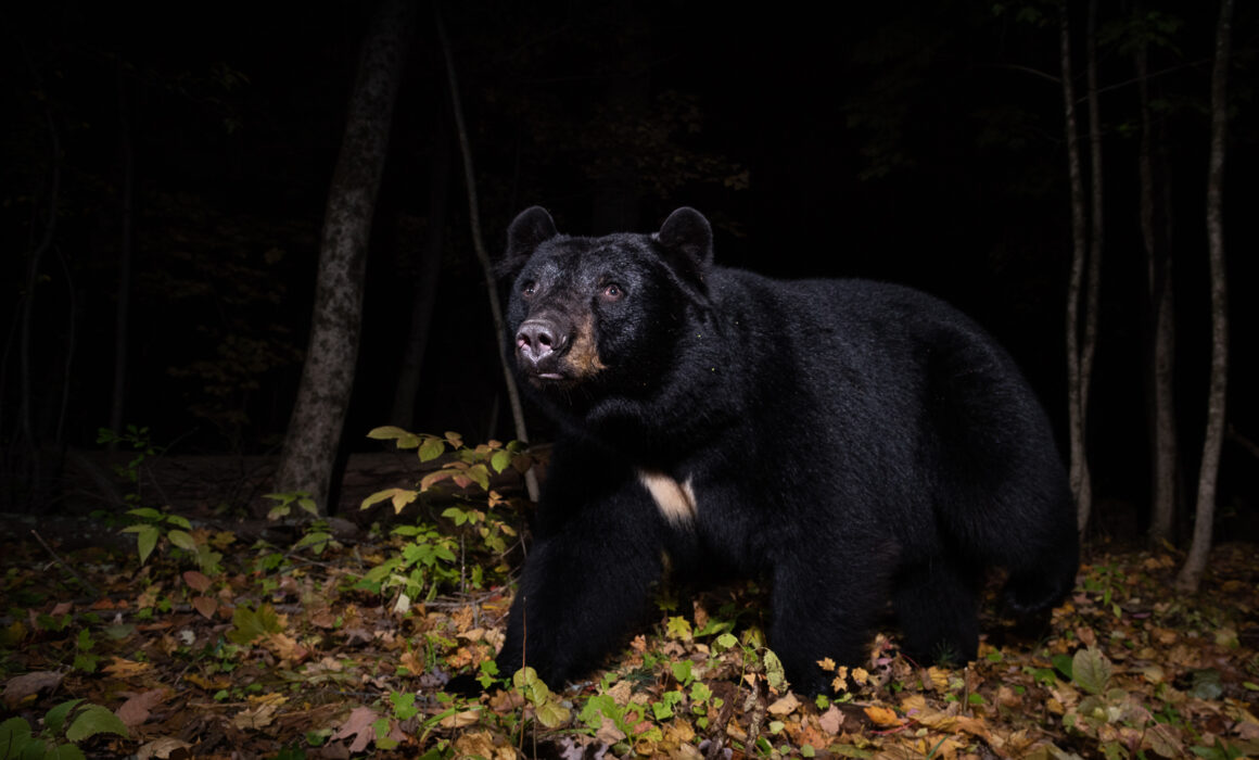 Black Bear, Farmington, Connecticut