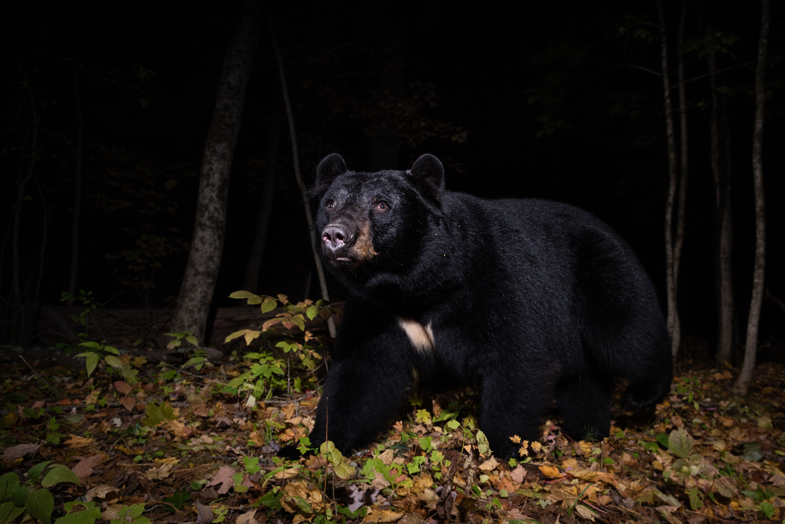 Black Bear, Farmington, Connecticut