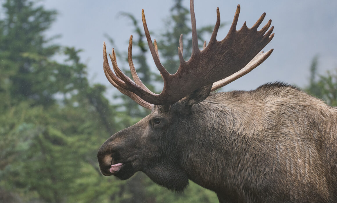 Bull Moose, Chugach State Park, Alaska