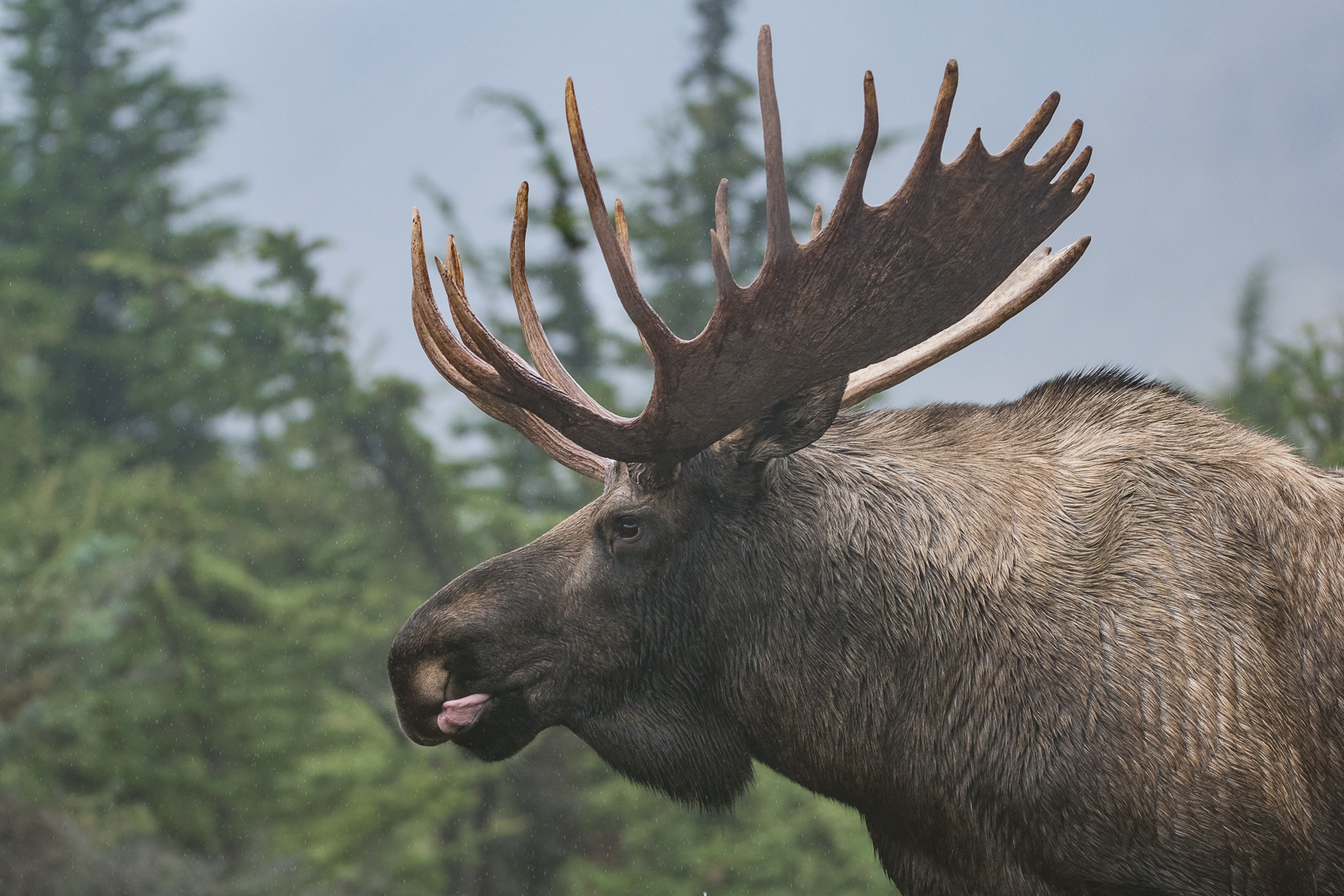 Bull Moose, Chugach State Park, Alaska