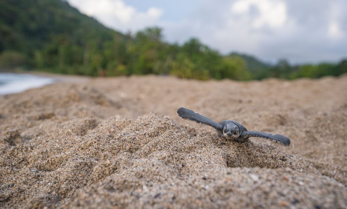 Leatherback Turtle Hatchling, Trinidad