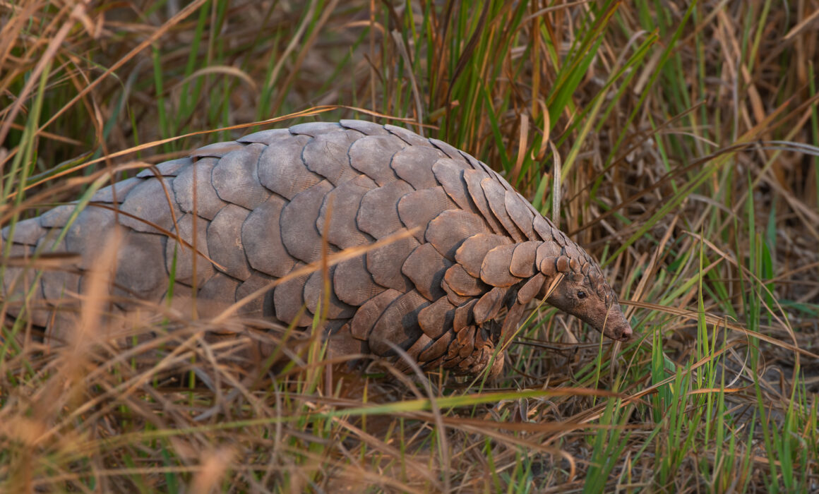 Pangolin, Botswana