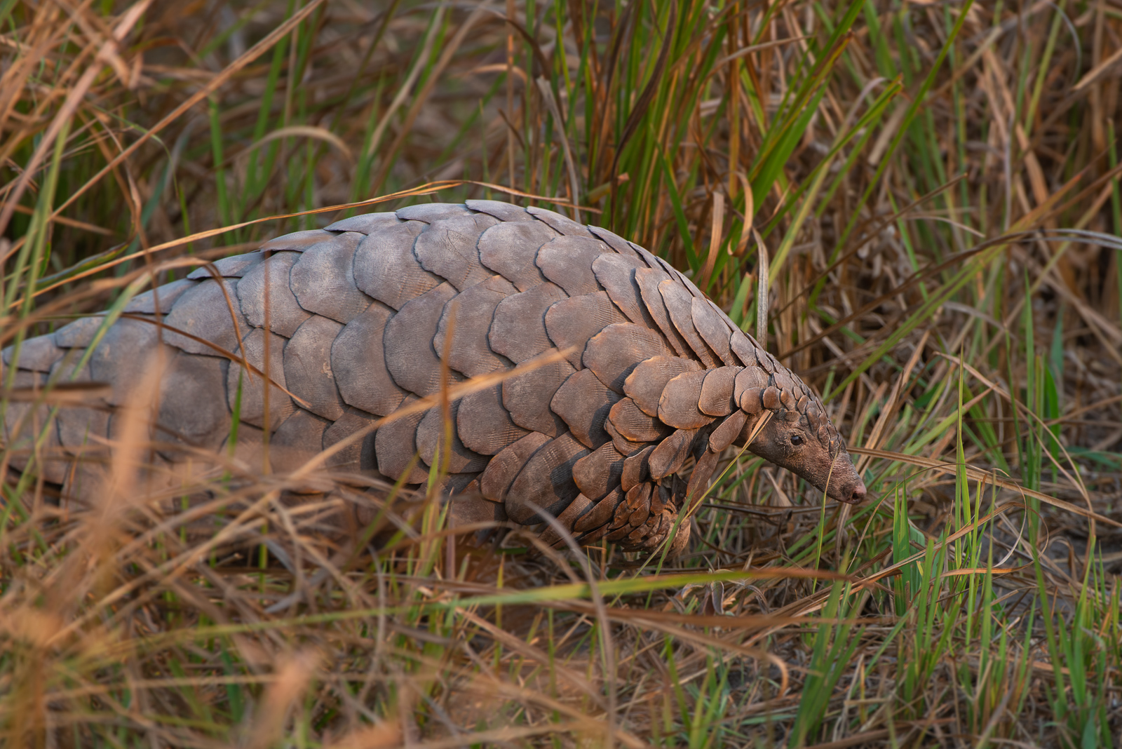 Pangolin, Botswana