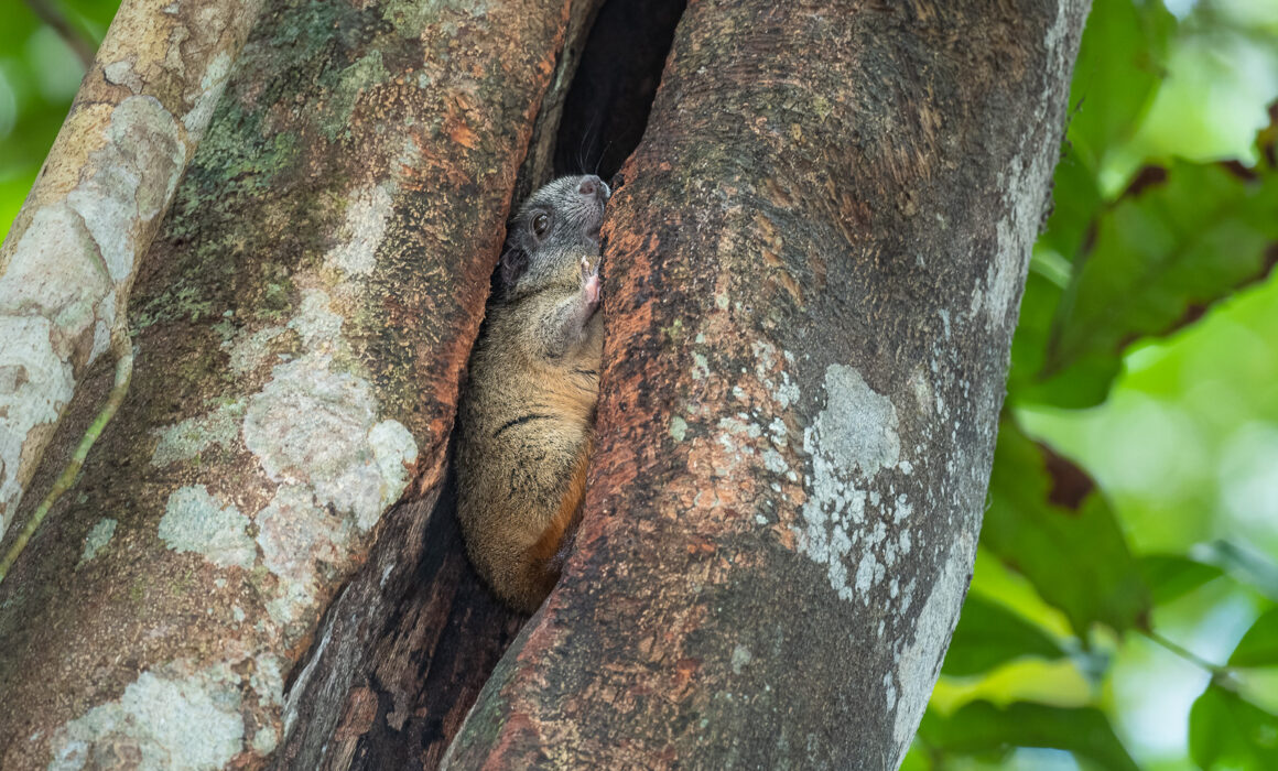 Yellow-Crowned Brush-Tailed Rat, Loreto, Peru
